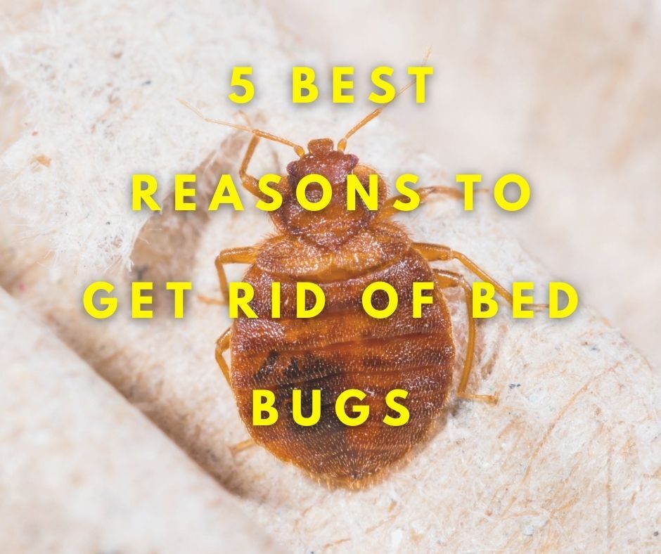 5 Best Reasons to Get Rid of Bed Bugs - Ko-fi ️ Where creators get ...