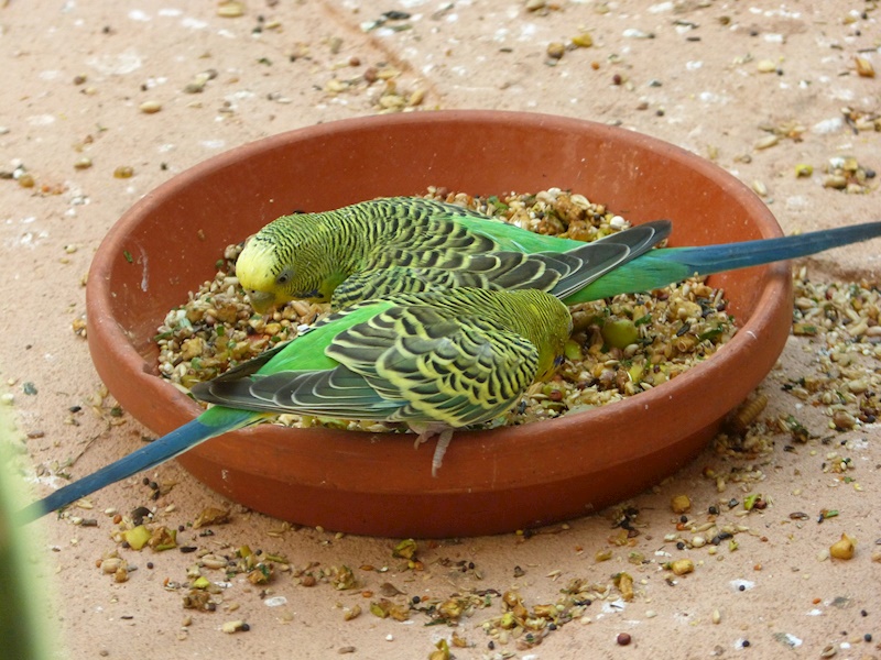 A Budgies Diet - Ko-fi ️ Where creators get support from fans through ...