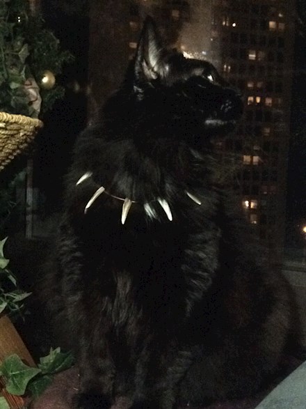 black panther collar for cats