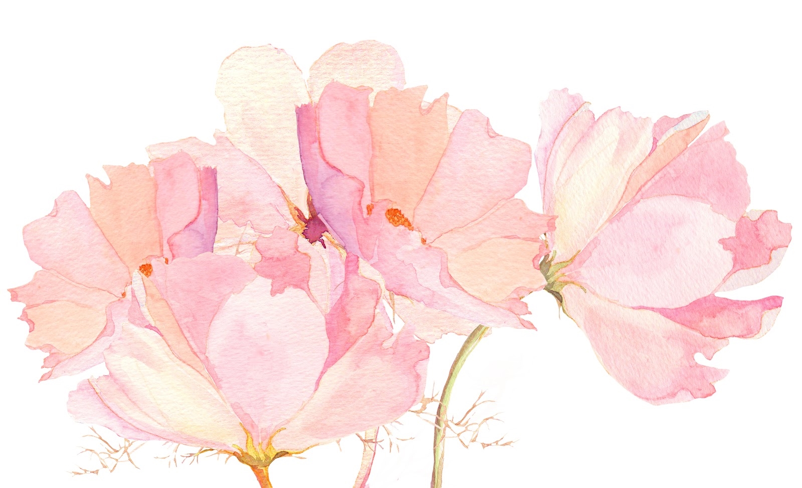Акварельно прозрачный. Пион пастель Пинк. Акварельные цветы. Розовые Акварельные цветы. Цветы нарисованные акварелью.