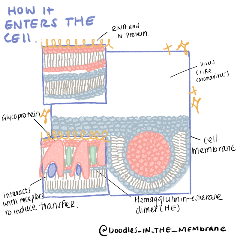 Buy Doodles in the Membrane a Coffee. ko-fi.com/doodlesinthemembrane ...