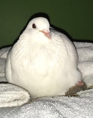 Buy Roblox The Pigeon A Coffee Ko Fi Com Thiccrobloxgf Ko Fi Where Creators Get Donations From Fans With A Buy Me A Coffee Page - pigeon roblox